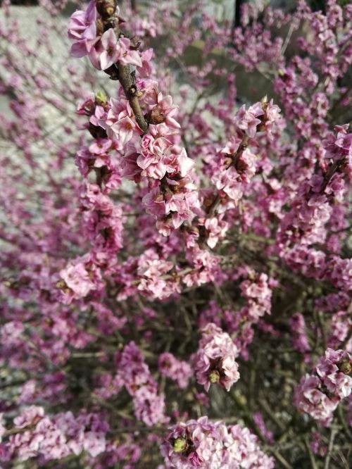 nature flowers pink