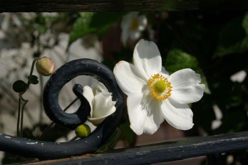 nature flowers garden