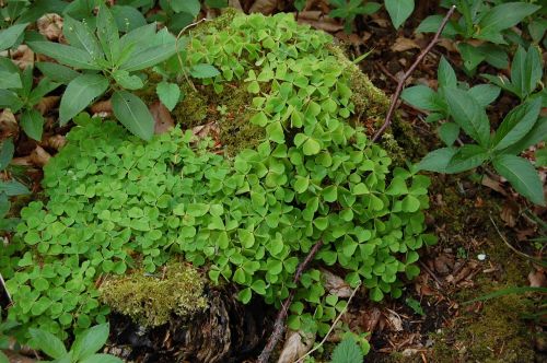 nature green leaves