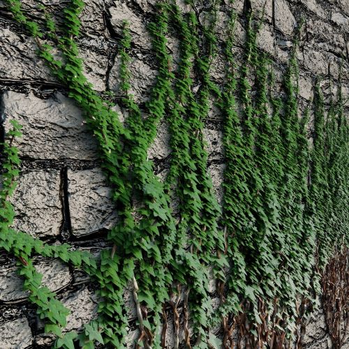 nature wall plant