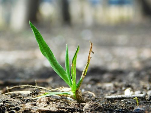 nature spring grass