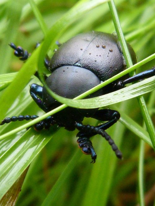nature beetle insect