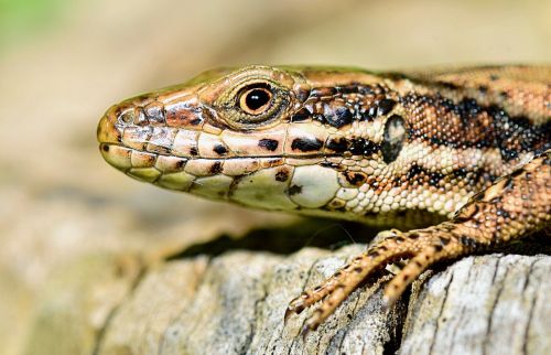 nature lizard insect