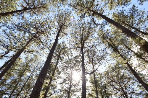 nature trees green