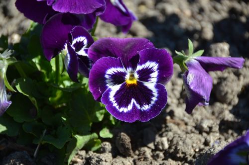 nature flower garden