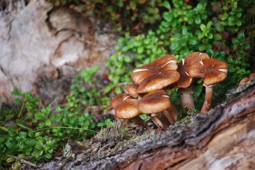 nature forest mushroom