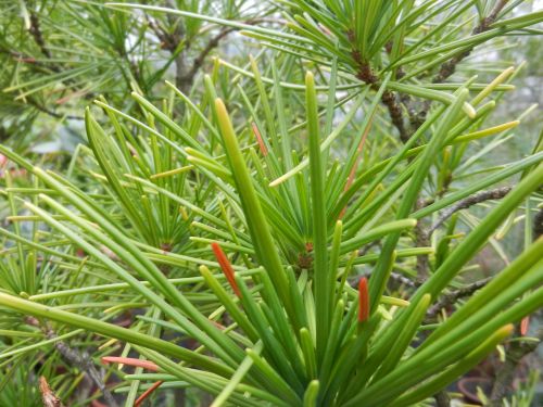 nature plant needles