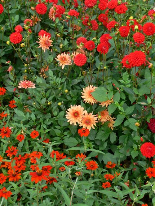 nature flowers autumn