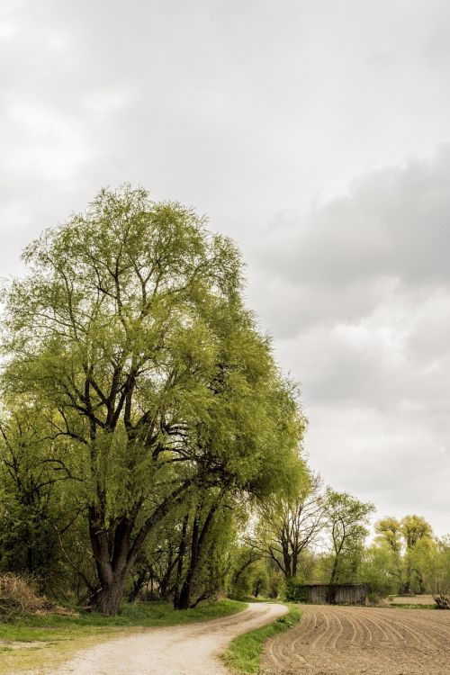 nature away trees