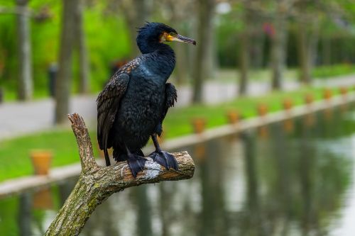 nature bird cormorant