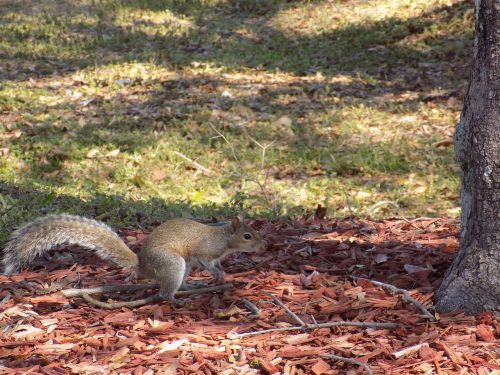 nature squirrel cute