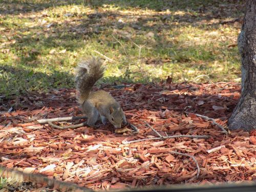 nature squirrel cute