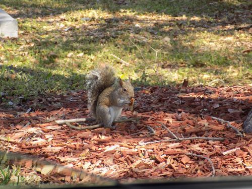 nature squirrel cute