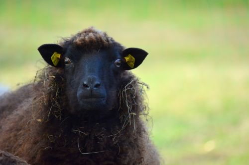 nature animals sheep