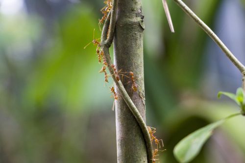 nature qingming season ant