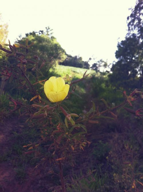 nature flower plant