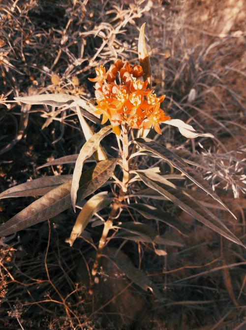 nature flower plant