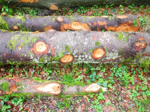 nature log moss