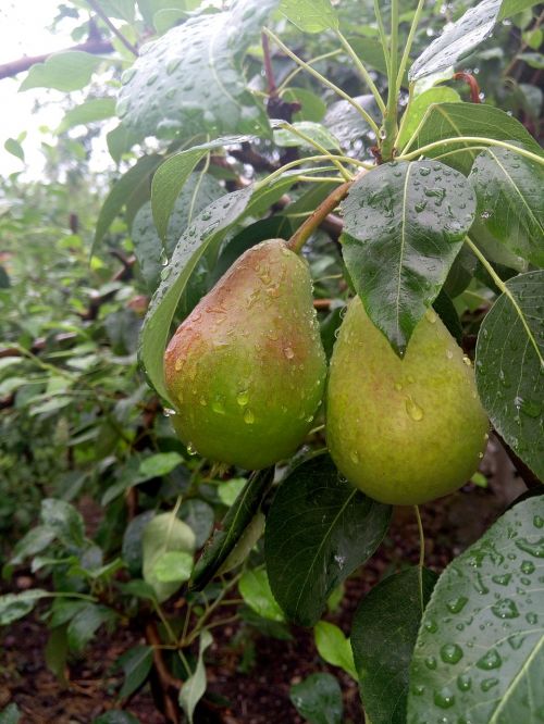 nature pears rain