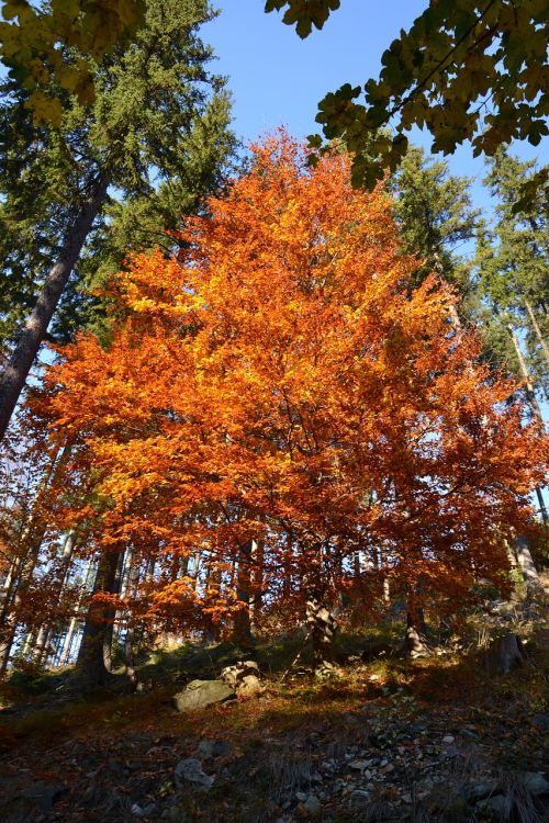 nature autumn trees