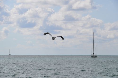 nature pelican boat