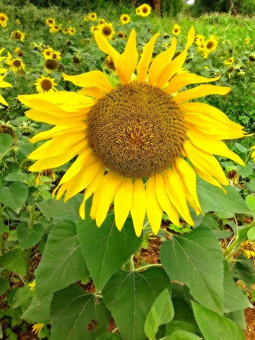 nature sunflower yellow