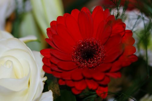 nature flower sky