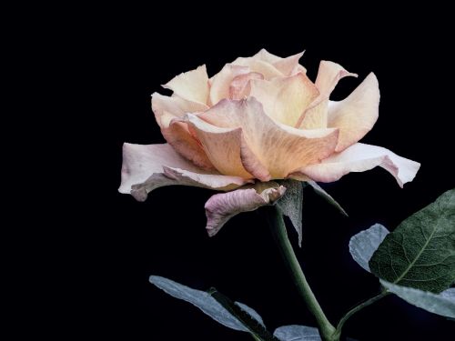 nature flower rose