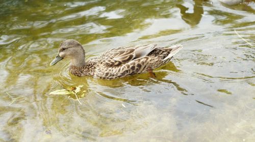 nature duck lake