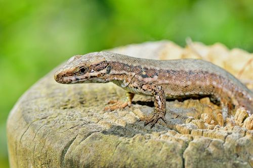 nature lizard grass