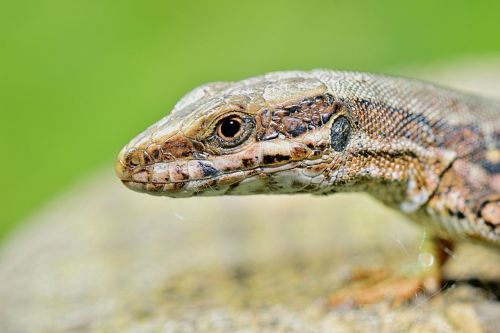 nature lizard reptile