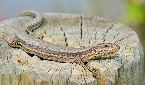 nature lizard grass