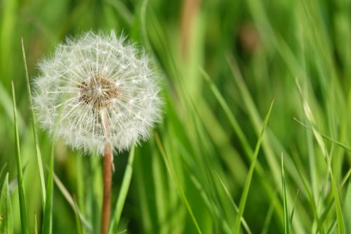 nature weed grass