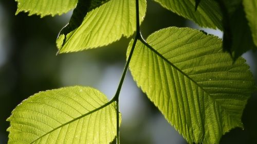 nature green leaves