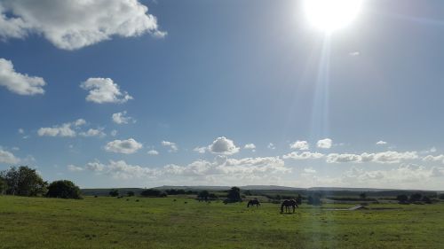 nature field horses