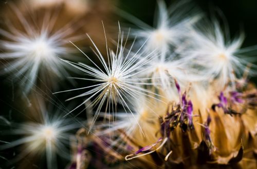 nature seeds plant