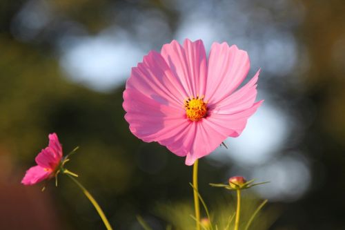 nature forest blossom