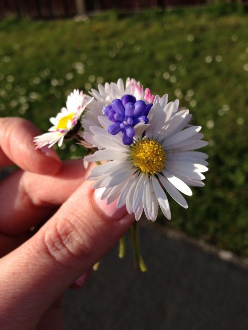 nature flower floral