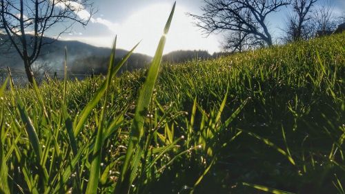 nature grass green