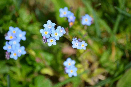 nature plant forget me not