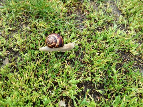 nature snail grass