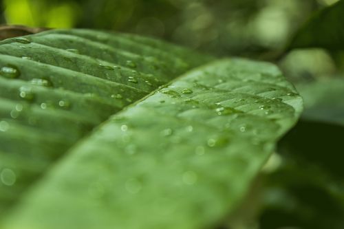 nature plant leaf