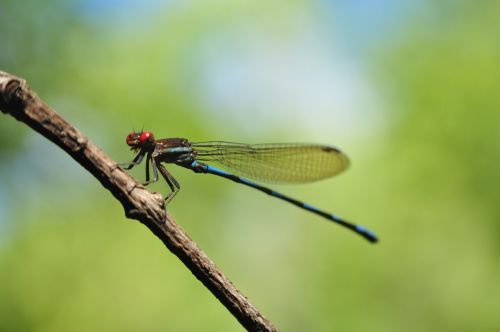 nature insects insect