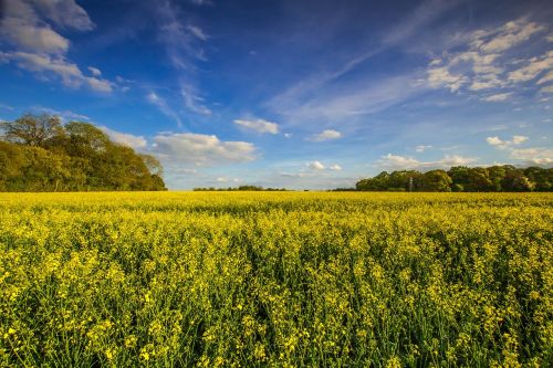 nature cultivation spring