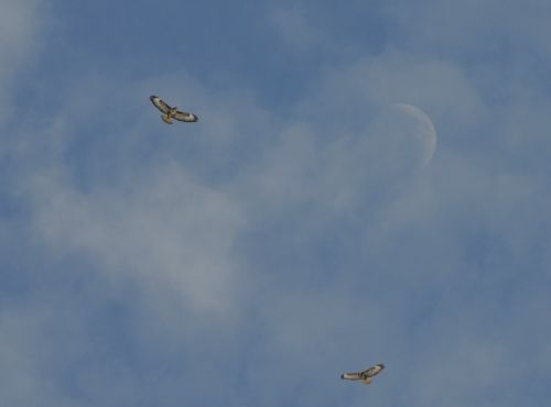 nature bird buzzard