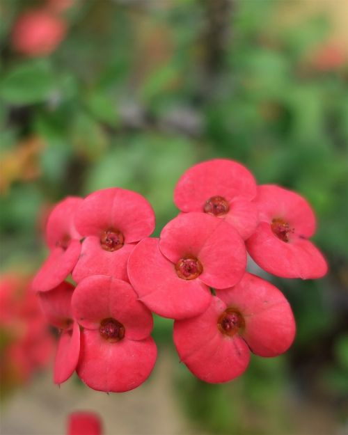 nature flower garden spring