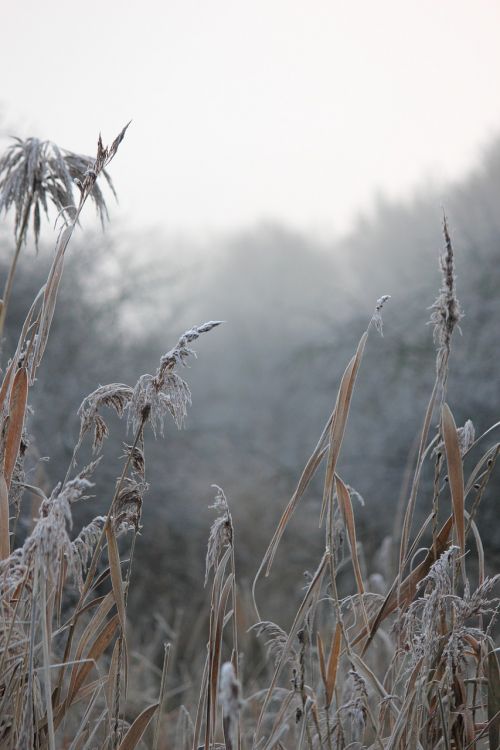 nature reed landscape