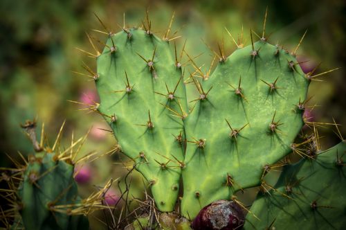 nature plant cactus