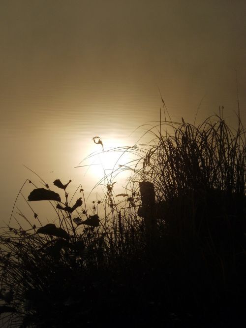 nature dawn fog