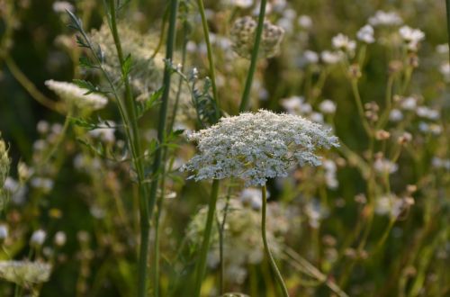 nature flowers outdoor